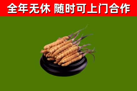 阜平烟酒回收冬虫夏草.jpg