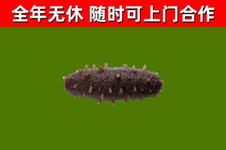 阜平回收海参干